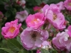 Rosa rubiginosa Magnifica, Züchter: Hesse, 1916, Rosa rubiginosa