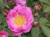 Rosa rubiginosa Magnifica, Züchter: Hesse, 1916, Rosa rubiginosa