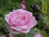 Rosa rubiginosa Magnifica, Züchter: Hesse, 1916, Rosa rubiginosa