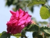 Marbree, Züchter: Moreau und Robert, 1858, Portland-Rose