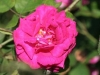 Marbree, Züchter: Moreau und Robert, 1858, Portland-Rose