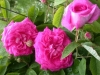 Marbree, Züchter: Moreau und Robert, 1858, Portland-Rose