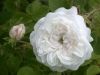 Mme Hardy, Züchter: Hardy, 1832, Alte Rose, Damaszener-Rose