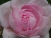 Mme Louis Lévêque, Züchter: Lévêque, 1898, Moosrose