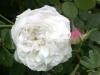 Mme Plantier, Züchter: Plantier, 1835, Alba-Rose