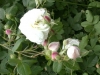 Mme Plantier, Züchter: Plantier, 1835, Alba-Rose