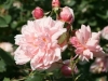 Rose ohne Namen