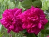 Rose ohne Etikett