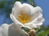 Rose ohne Etikett