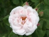Perle des Blanches, Syn. Ball of Snow, Züchter: Lacharme, 1872, Noisette-Rose