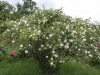 Pompon Blanc Parfait, Züchter: Verdier,1876, Alba-Rose