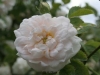 Pompon Blanc Parfait, Züchter: Verdier,1876, Alba-Rose