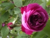 Prolifere aus England um 1800, Rosa centifolia muscosa (Moosrose)