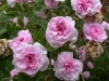 Rose De Meaux, kultiviert seit 1789, Zentifolie