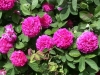 Rose de Resht, eingeführt durch Lindsay 1940, Damaszener-Rose