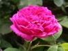 Rose de Resht, eingeführt durch Lindsay 1940, Damaszener-Rose
