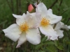 Schneeschirm, Züchter: Tantau, 1946, Polyantha-Rose