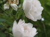 Semiplena, 16. Jahrhundert, Alba-Rose
