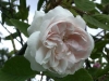 Shailers White Moss, Züchter: Shailer 1788, Weiße Moosrose, Rosa x centifolia muscosa alba