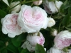 Small-Maidens-Blush, 1797, Alba-Rose