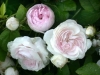 Small-Maidens-Blush, 1797, Alba-Rose