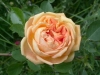 Soleil d'Or, Züchter: Pernet-Ducher, 1900, Teehybride