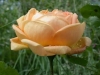 Soleil d'Or, Züchter: Pernet-Ducher, 1900, Teehybride