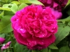 Star of Waltham, Züchter: Paul, 1875, Remontant-Rose