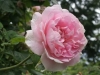 Thusnelda, Dr. Müller, 1886, Rosa Rubiginosa