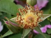 Velutinaeflora, Syn. Velutiniflora, Herkunft unbekannt, vor 1872, Gallica-Rose