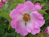 Velutinaeflora, Syn. Velutiniflora, Herkunft unbekannt, vor 1872, Gallica-Rose