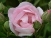 Velutinaeflora, Syn. Velutiniflora, Herkunft unbekannt, vor 1872, Gallica-Rose