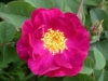 Violacea Maheka, vermutlich aus den Niederlanden, 18. Jahrhundert, von Dupont vor 1811 in Frankreich eingeführt, Gallica-Rose