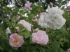 York and Lancaster  Syn.Rosa damascena versicolor, seit 1551, Damaszener-Rose