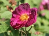 Alain Blanchard, Züchter: Vibert, 1839, Gallica-Rose