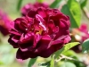 Baron De Wassenaer, Züchter: Verdier, 1854, Zentifolie