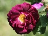 Baron De Wassenaer, Züchter: Verdier, 1854, Zentifolie