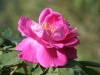 Griseldis, Züchter: Geschwind, 1895, Bourbon-Rose