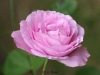 Mrs John Laing, Züchter: Bennett, 1887, Remontant-Rose