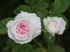 Mrs John Laing, Züchter: Bennett, 1887, Remontant-Rose