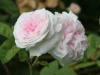 Mrs John Laing, Züchter: Bennett, 1887, Remontant-Rose