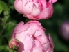 Raubritter, Züchter: Kordes, 1936, Strauchrose