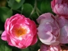 Raubritter, Züchter: Kordes, 1936, Strauchrose