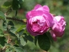 Raubritter, Züchter: Kordes, 1936, Strauchrose