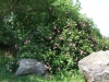 Raubritter, Züchter: Kordes, 1936, Strauchrose