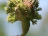 Rosa Centifolia Cristata Syn. Chapeu de Napoleon, Crested Moss, Crested Provence, Züchter unbekannt, 1820 gefunden in der Schweiz, Zentifolie, Moosrose