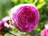 Rosa Centifolia Cristata Syn. Chapeu de Napoleon, Crested Moss, Crested Provence, Züchter unbekannt, 1820 gefunden in der Schweiz, Zentifolie, Moosrose