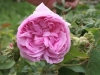 Rosa Centifolia Cristata Syn. Chapeu de Napoleon, Crested Moss, Crested Provence, Züchter unbekannt, 1820 gefunden in der Schweiz, Zentifolie, Moosrose