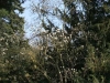 Magnolienblüte im Park Rosenhöhe in Darmstadt