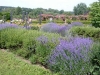 Lavendel im Rosengarten, auf der Rosenhöhe, Darmstadt